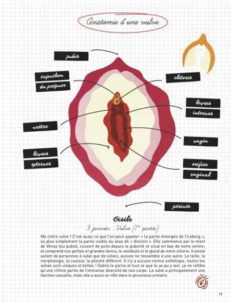 différents types de vulves|Vulve : définition, anatomie, schéma, maladies